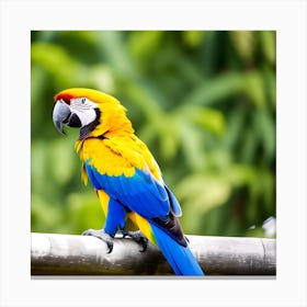 Colorful Parrot 5 Canvas Print