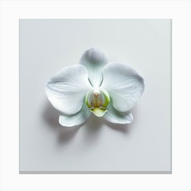 White Orchid On White Background Canvas Print