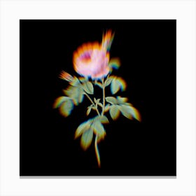 Prism Shift Provence Rose Bloom Botanical Illustration on Black Canvas Print