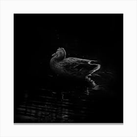 Black And White Duck Floating In The Water Canvas Print