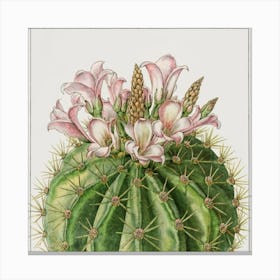 Cactus Flower Canvas Print