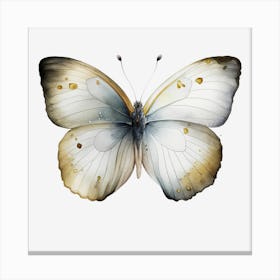 Butterfly On Black Background Canvas Print