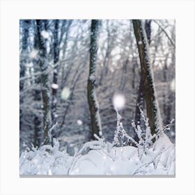 Snowy Forest 1 Canvas Print