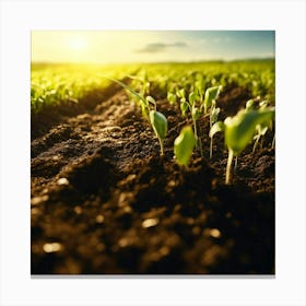 Field Of Crops Canvas Print