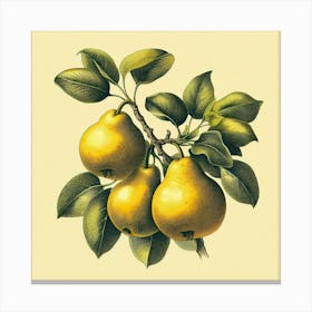 Branch With Yellow Pears Canvas Print