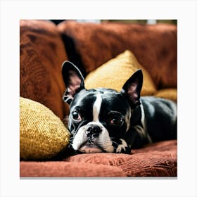 Boston Terrier Sleeping On The Couch (4) Canvas Print