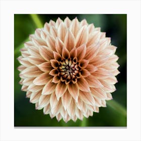 Dahlia 6 Canvas Print