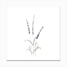 Lavender3 Square Canvas Print