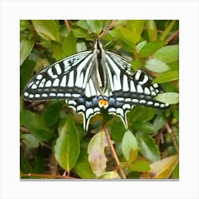 Butterfly 6 Canvas Print