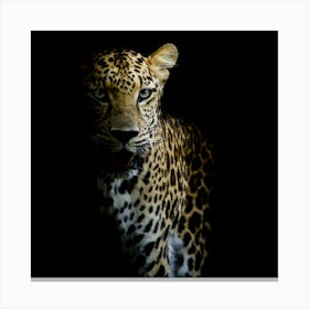 Leopard In The Dark Canvas Print