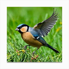 Bird Natural Wild Wildlife Tit Sparrows Sparrow Blue Red Yellow Orange Brown Wing Wings (37) Canvas Print