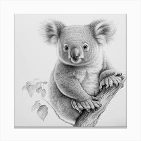 Koala,cute koala animal drawing realistic Canvas Print