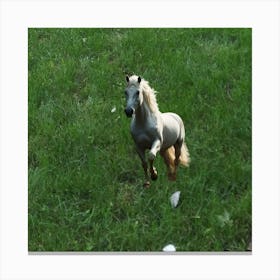 Horse Running In The Grass Canvas Print