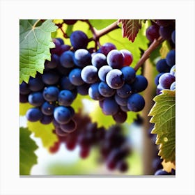 Grapes On The Vine 46 Canvas Print