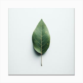 Green Leaf Isolated On White Background Canvas Print