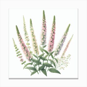 Flowers of Mignonette Canvas Print