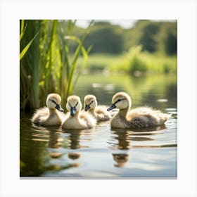 Young Geese Canvas Print