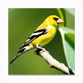 Goldfinch 5 Canvas Print