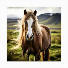 Grass Mane Head Equestrian Horse Rural White Iceland Nature Brown Field Mammal Pony Wil (3) 2 Canvas Print