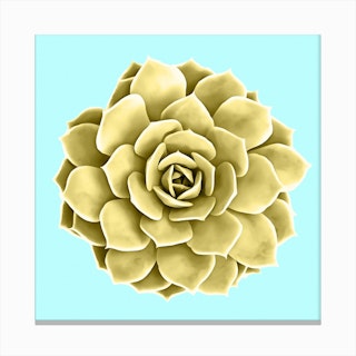 Yellow Succulent Plant on Teal Canvas Print