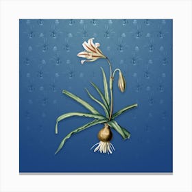 Vintage Amaryllis Broussonetii Botanical on Bahama Blue Pattern n.0056 Canvas Print
