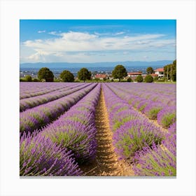 Lavender Field 1 Canvas Print