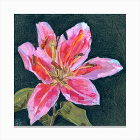 Pink Lily on Dark Background Canvas Print