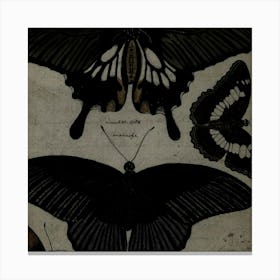 Butterflies Canvas Print