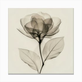 Floral Art 0008 Floral 0007 Botanical Assets 0006 Bp6586 Minimalist Soft Bright X Ray Scandinavian Minimalist C1eaf1e9 Canvas Print