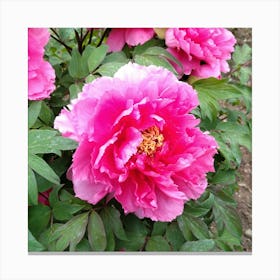 Pink Peony in Japan 5 Canvas Print