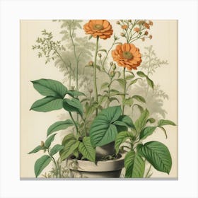 Orange Flowers In A Pot Canvas Print