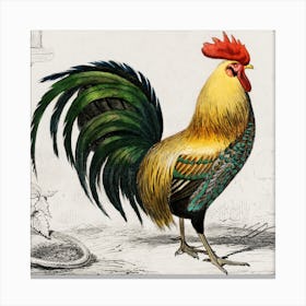 A Rooster Canvas Print