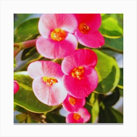 Pink Flowers 3 Canvas Print