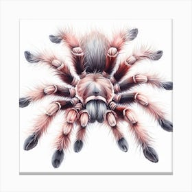 Tarantula 3 Canvas Print