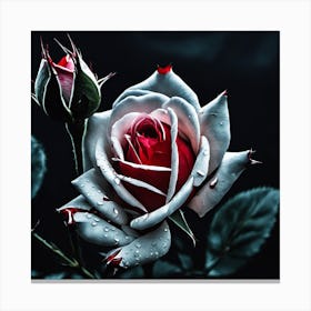 White Rose Canvas Print