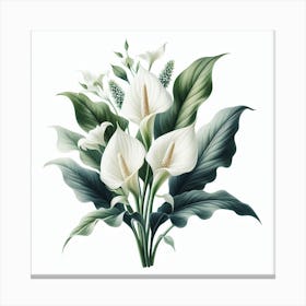 Flowers of Spathiphyllum Canvas Print