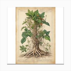 Botanical Illustration Of A Tree Canvas Print