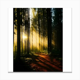 Sunbeams In The Forest 3 Canvas Print