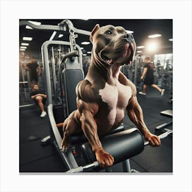 Pit Bull Dog In The Gym Canvas Print