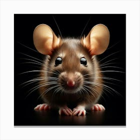 Rat On Black Background Canvas Print