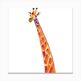 Masai Giraffe 02 Canvas Print