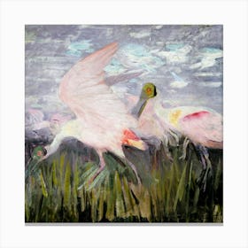 Pink Spoonbills Canvas Print