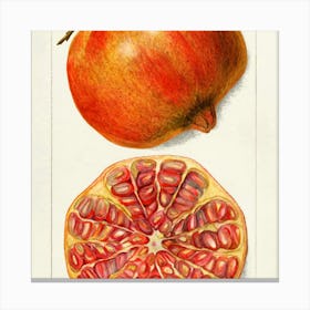 Pomegranate 6 Canvas Print