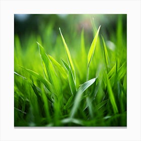 Grass Plant Texture Green Detail Nature Fresh Beautiful Summer Natural Spring Ecology Be (1) Canvas Print