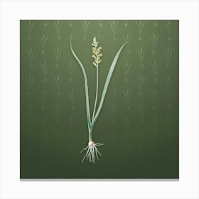 Vintage Lachenalia Pallida Botanical on Lunar Green Pattern n.2376 Canvas Print