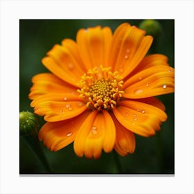 A Close Up Of A Bright Orange And Yellow Marigold With Dew Drops 3 Canvas Print