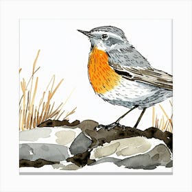 Robin Canvas Print