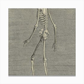 Skeleton Of A Human Canvas Print