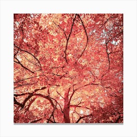 Red Autumn Tree Canvas Print