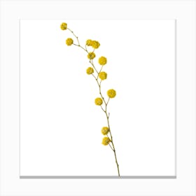 Yellow Flowers On A Branch Canvas Print